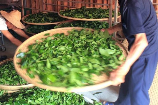 武夷巖茶的初制、精制加工工藝詳細講解