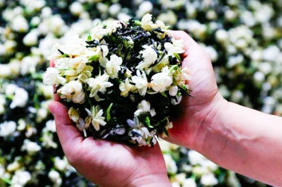 茉莉花和什么在一起喝好，茉莉花喝什么茶搭配？