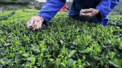 摘茶葉最快的方法，采摘茶葉怎么才能快？