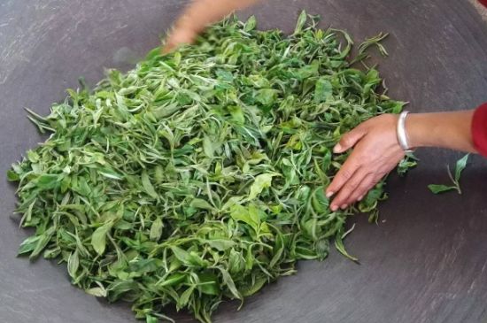 龍井茶炒茶葉怎么炒出好茶色，茶葉怎樣做出來最綠？