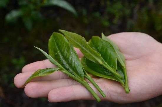 單樅茶什么季節(jié)最好喝，鳳凰單叢茶春茶好還是秋茶好？