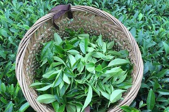 鴨屎香單叢雪片茶的特點，鳳凰雪片茶有什么特點？