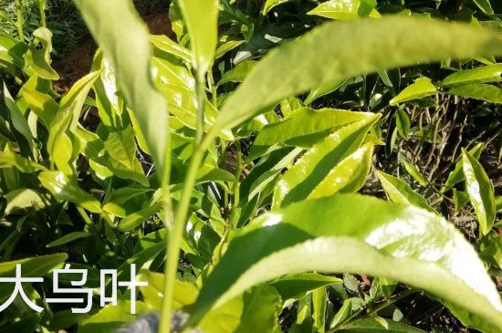 鴨屎香和大烏葉是同一種茶葉嗎，單叢大烏葉和鴨屎香有什么區(qū)別？