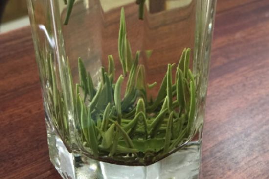 竹葉青和雀舌哪個(gè)貴，竹葉青茶貴嗎？