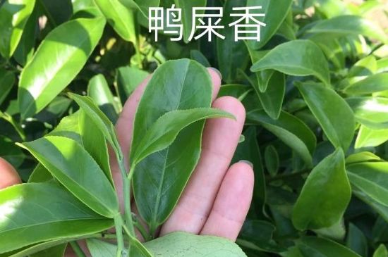 鴨屎香和大烏葉是同一種茶葉嗎，單叢大烏葉和鴨屎香有什么區(qū)別？